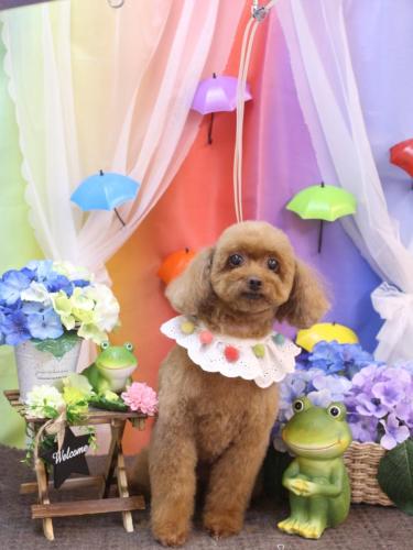 20230614ミルクちゃん